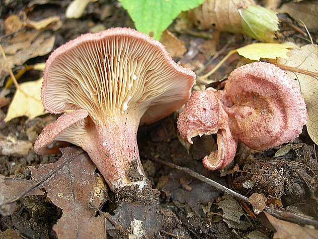 Lactarius spinosulus    Qul. & Le Bret.